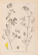 Herbier de la flore française Pl0291 - Louis Antoine Cusin — vista dell’opera