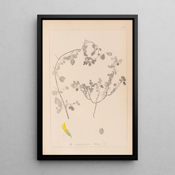 Louis Antoine Cusin - Herbier de la flore franaise Pl0292.webp