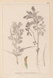 Herbier de la flore française Pl0295 - Louis Antoine Cusin — vista dell’opera