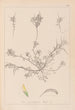 Herbier de la flore française Pl0296 - Louis Antoine Cusin — vista dell’opera