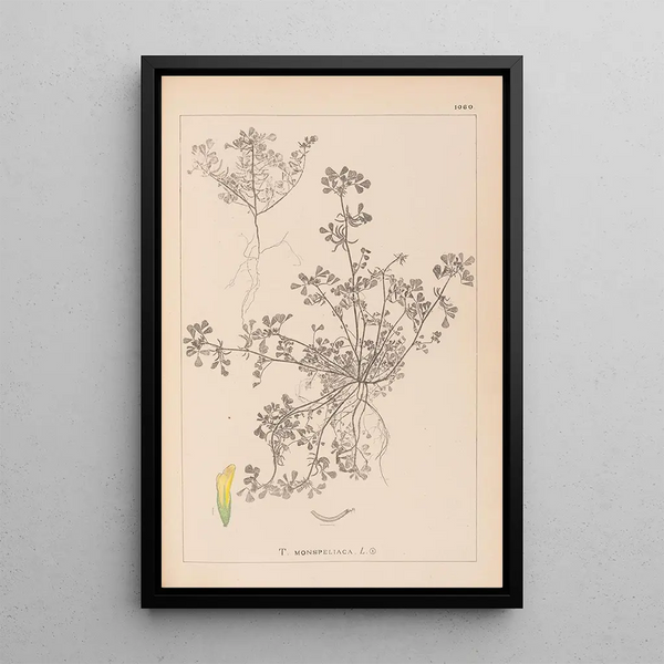 Louis Antoine Cusin - Herbier de la flore franaise Pl0297.webp