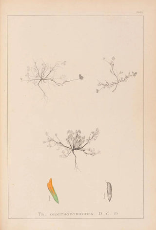 Louis Antoine Cusin - Herbier de la flore franaise Pl0299.webp