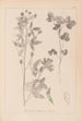 Herbier de la flore française Pl0302 - Louis Antoine Cusin — vista dell’opera