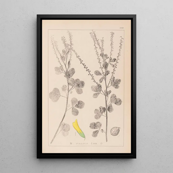 Louis Antoine Cusin - Herbier de la flore franaise Pl0306.webp