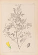 Herbier de la flore française Pl0307 - Louis Antoine Cusin — vista dell’opera
