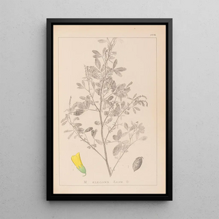 Louis Antoine Cusin - Herbier de la flore franaise Pl0307.webp