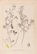 Herbier de la flore française Pl0308 - Louis Antoine Cusin — vista dell’opera