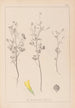 Herbier de la flore française Pl0309 - Louis Antoine Cusin — vista dell’opera