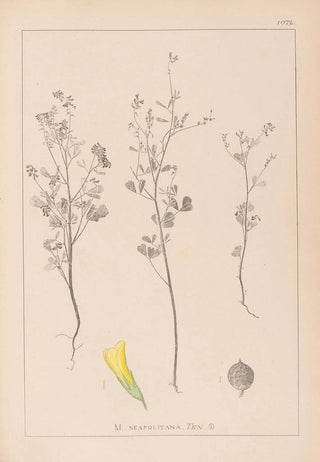 Louis Antoine Cusin - Herbier de la flore franaise Pl0309.webp