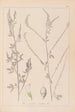 Herbier de la flore française Pl0311 - Louis Antoine Cusin — vista dell’opera