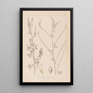Louis Antoine Cusin - Herbier de la flore franaise Pl0311.webp