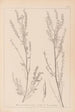 Herbier de la flore française Pl0312 - Louis Antoine Cusin — vista dell’opera