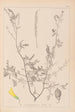 Herbier de la flore française Pl0313 - Louis Antoine Cusin — vista dell’opera