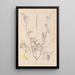 Herbier de la flore française Pl0313 - Louis Antoine Cusin — quadro incorniciato alla parete