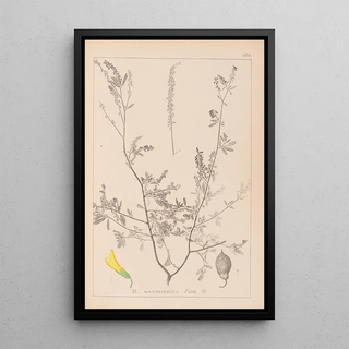 Louis Antoine Cusin - Herbier de la flore franaise Pl0313.webp