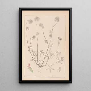 Louis Antoine Cusin - Herbier de la flore franaise Pl0314.webp