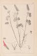 Herbier de la flore française Pl0316 - Louis Antoine Cusin — vista dell’opera
