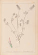 Herbier de la flore française Pl0317 - Louis Antoine Cusin — vista dell’opera