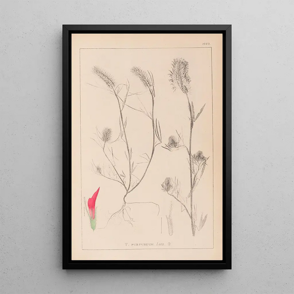 Louis Antoine Cusin - Herbier de la flore franaise Pl0319.webp