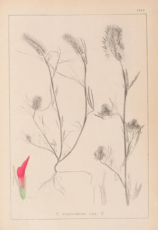 Louis Antoine Cusin - Herbier de la flore franaise Pl0319.webp
