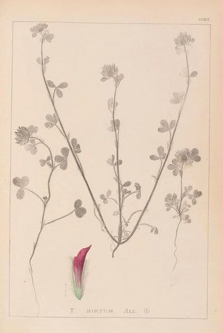 Louis Antoine Cusin - Herbier de la flore franaise Pl0321.webp