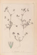Herbier de la flore française Pl0323 - Louis Antoine Cusin — vista dell’opera