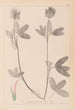 Herbier de la flore française Pl0326 - Louis Antoine Cusin — vista dell’opera