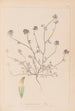 Herbier de la flore française Pl0327 - Louis Antoine Cusin — vista dell’opera