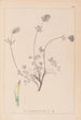 Herbier de la flore française Pl0328 - Louis Antoine Cusin — vista dell’opera