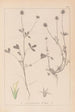 Herbier de la flore française Pl0329 - Louis Antoine Cusin — vista dell’opera