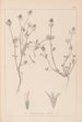 Herbier de la flore française Pl0330 - Louis Antoine Cusin — vista dell’opera