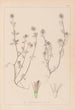 Herbier de la flore française Pl0332 - Louis Antoine Cusin — vista dell’opera