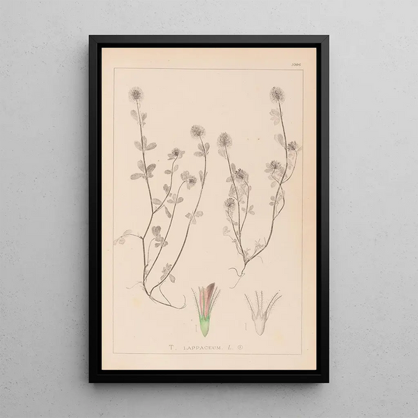 Louis Antoine Cusin - Herbier de la flore franaise Pl0332.webp