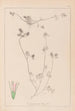 Herbier de la flore française Pl0333 - Louis Antoine Cusin — vista dell’opera