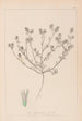 Herbier de la flore française Pl0334 - Louis Antoine Cusin — vista dell’opera