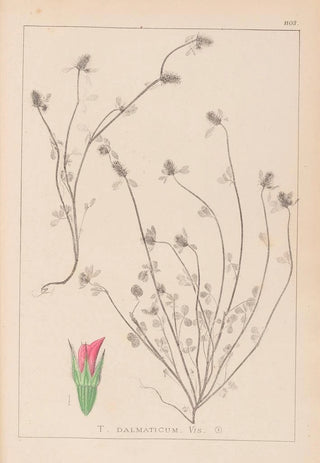 Louis Antoine Cusin - Herbier de la flore franaise Pl0339.webp