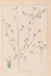 Herbier de la flore française Pl0341 - Louis Antoine Cusin — vista dell’opera