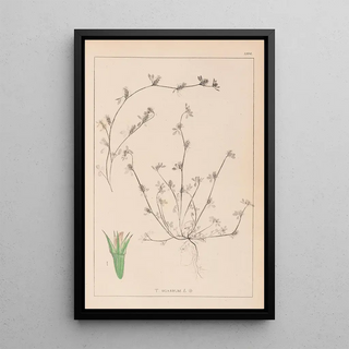 Louis Antoine Cusin - Herbier de la flore franaise Pl0342.webp