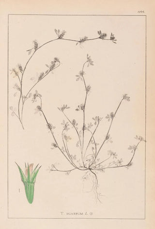 Louis Antoine Cusin - Herbier de la flore franaise Pl0342.webp