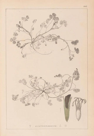 Louis Antoine Cusin - Herbier de la flore franaise Pl0343.webp