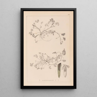 Louis Antoine Cusin - Herbier de la flore franaise Pl0343.webp