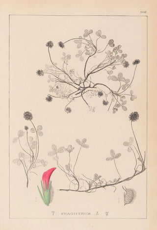 Louis Antoine Cusin - Herbier de la flore franaise Pl0344.webp