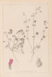 Herbier de la flore française Pl0345 - Louis Antoine Cusin — vista dell’opera