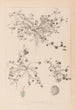 Herbier de la flore française Pl0346 - Louis Antoine Cusin — vista dell’opera
