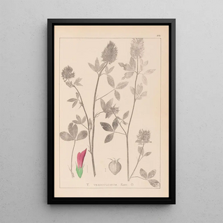 Louis Antoine Cusin - Herbier de la flore franaise Pl0347.webp