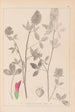 Herbier de la flore française Pl0347 - Louis Antoine Cusin — vista dell’opera