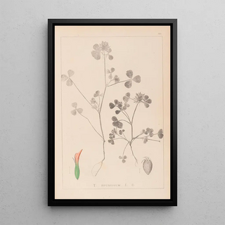 Louis Antoine Cusin - Herbier de la flore franaise Pl0348.webp