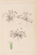 Herbier de la flore française Pl0350 - Louis Antoine Cusin — vista dell’opera