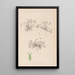 Herbier de la flore française Pl0350 - Louis Antoine Cusin — quadro incorniciato alla parete