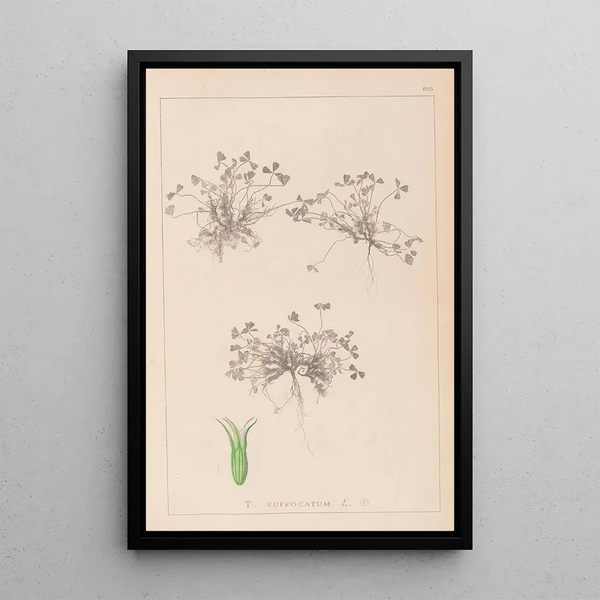 Louis Antoine Cusin - Herbier de la flore franaise Pl0350.webp